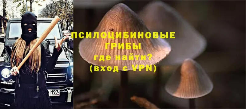 наркошоп  Подпорожье  Псилоцибиновые грибы Psilocybine cubensis 